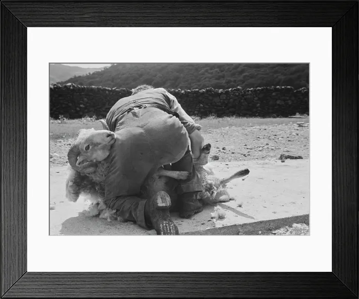 Framed Print : Sheep Shearing In Snowdonia Framed Print : Sheep Shearing In Snowdonia