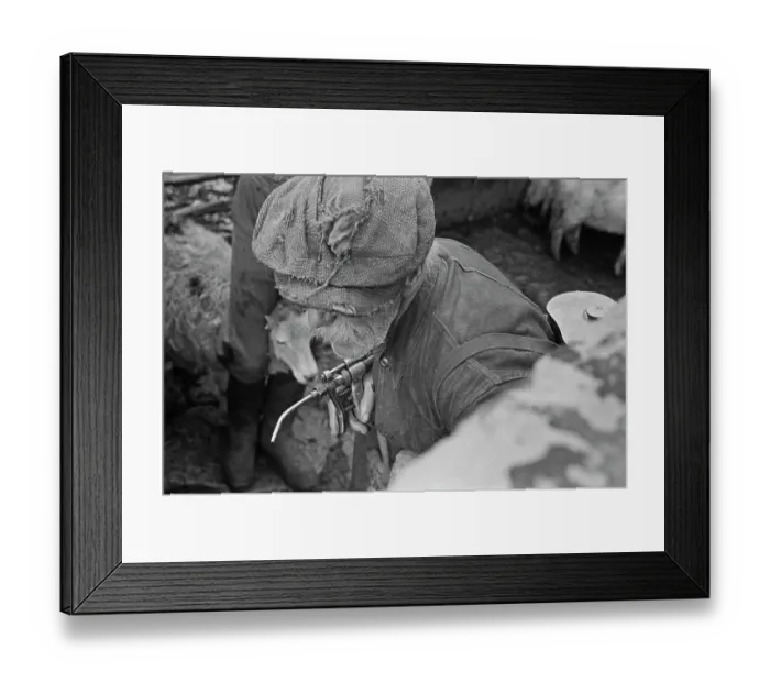 Framed Print : Sheep Shearing In Snowdonia Framed Print : Sheep Shearing In Snowdonia