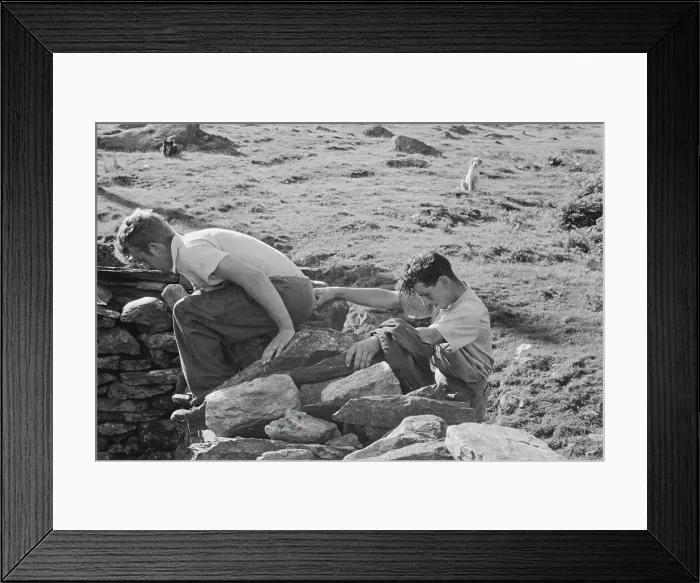 Framed Print : Sheep Shearing In Snowdonia Framed Print : Sheep Shearing In Snowdonia