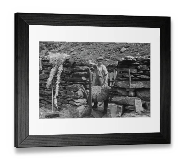 Framed Print : Sheep Shearing In Snowdonia Framed Print : Sheep Shearing In Snowdonia