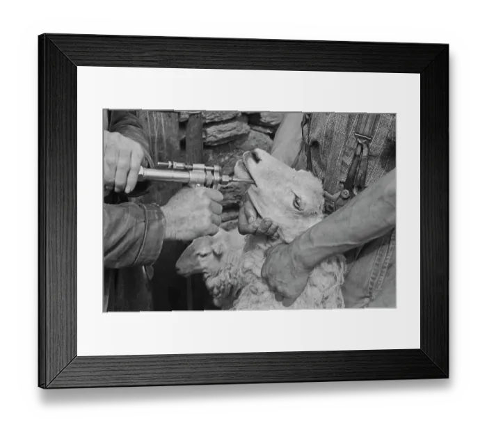 Framed Print : Sheep Shearing In Snowdonia Framed Print : Sheep Shearing In Snowdonia