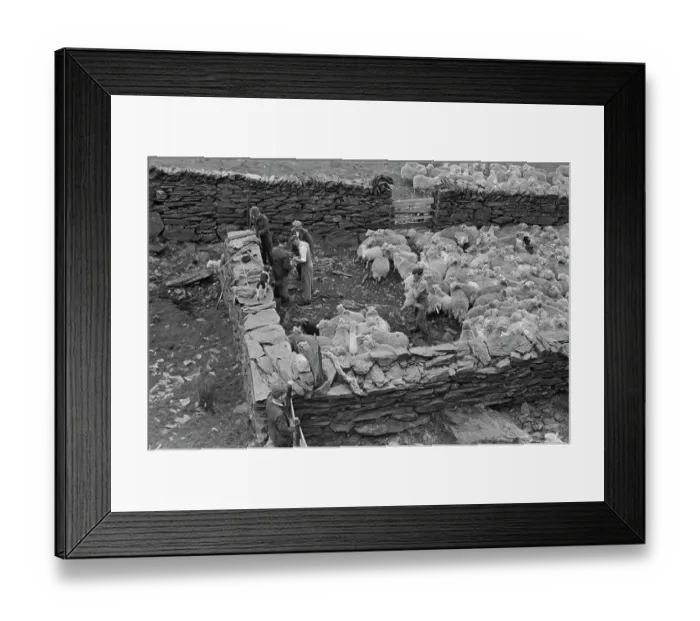 Framed Print : Sheep Shearing In Snowdonia Framed Print : Sheep Shearing In Snowdonia