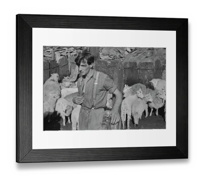 Framed Print : Sheep Shearing In Snowdonia Framed Print : Sheep Shearing In Snowdonia