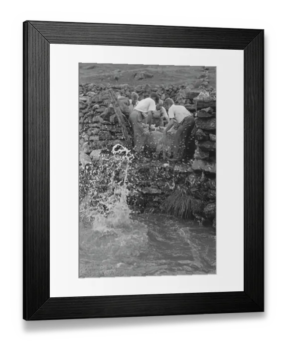 Framed Print : Sheep Shearing In Snowdonia Framed Print : Sheep Shearing In Snowdonia