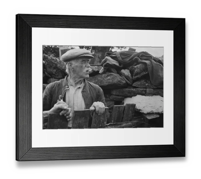 Framed Print : Sheep Shearing In Snowdonia Framed Print : Sheep Shearing In Snowdonia