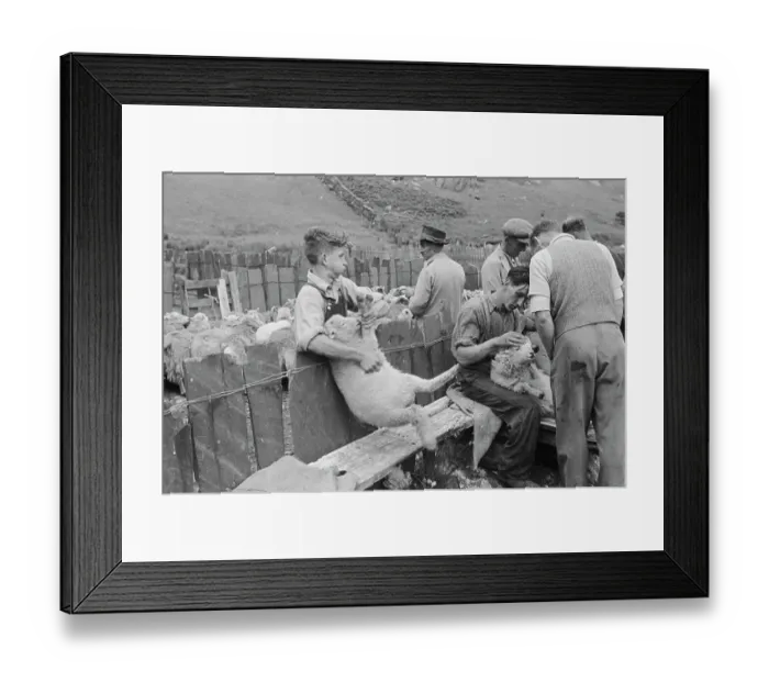 Framed Print : Sheep Shearing In Snowdonia Framed Print : Sheep Shearing In Snowdonia