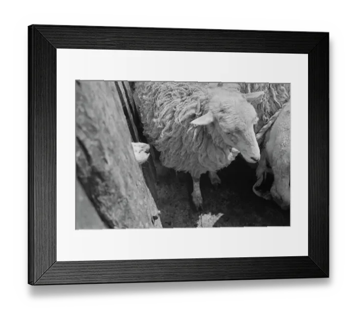 Framed Print : Sheep Shearing In Snowdonia Framed Print : Sheep Shearing In Snowdonia
