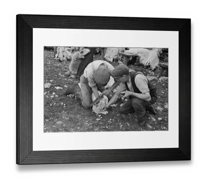 Framed Print : Sheep Shearing In Snowdonia Framed Print : Sheep Shearing In Snowdonia