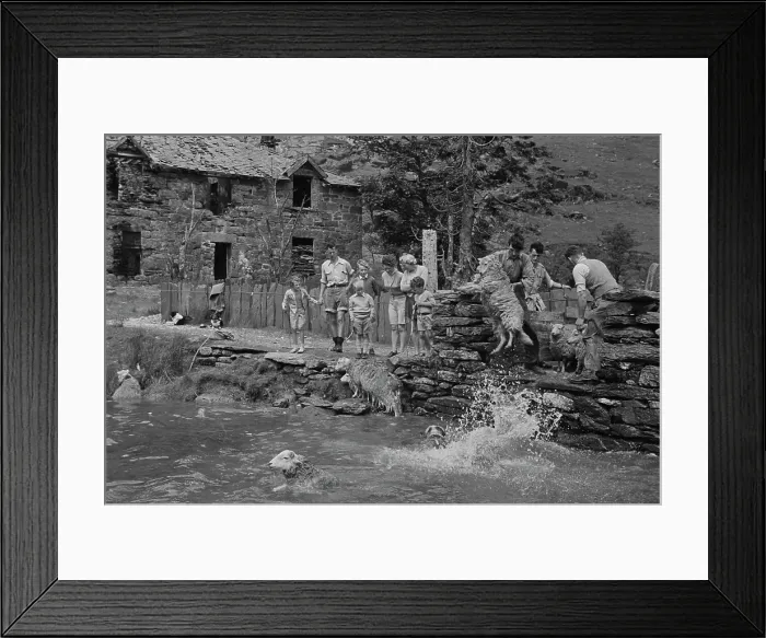 Framed Print : Sheep Shearing In Snowdonia Framed Print : Sheep Shearing In Snowdonia