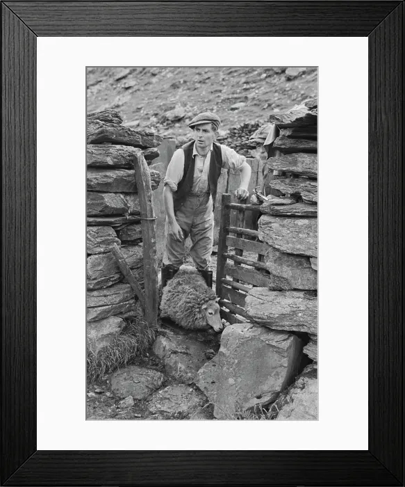 Framed Print : Sheep Shearing In Snowdonia Framed Print : Sheep Shearing In Snowdonia