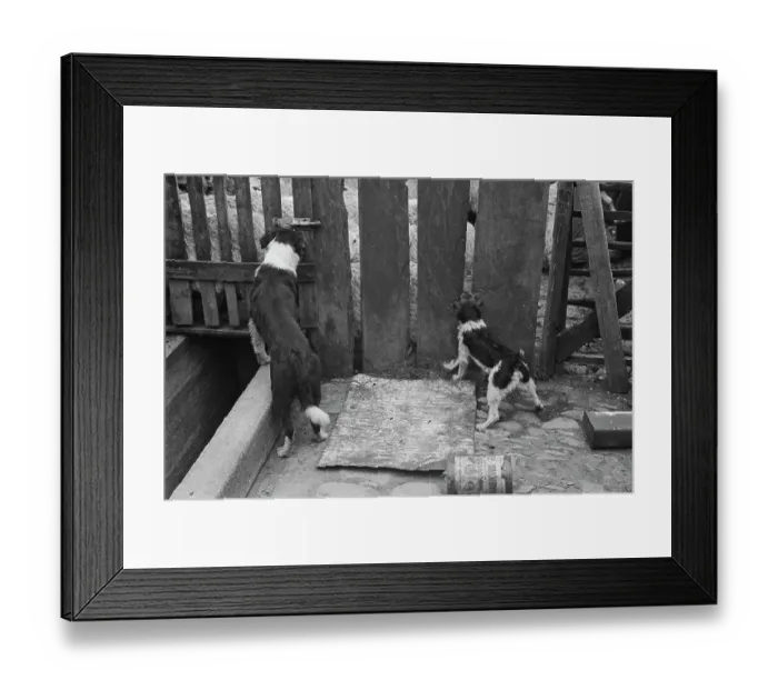 Framed Print : Sheep Shearing In Snowdonia Framed Print : Sheep Shearing In Snowdonia