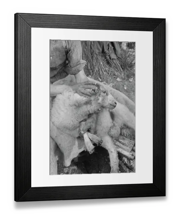 Framed Print : Sheep Shearing In Snowdonia Framed Print : Sheep Shearing In Snowdonia