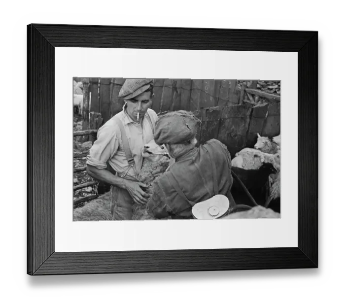 Framed Print : Sheep Shearing In Snowdonia Framed Print : Sheep Shearing In Snowdonia