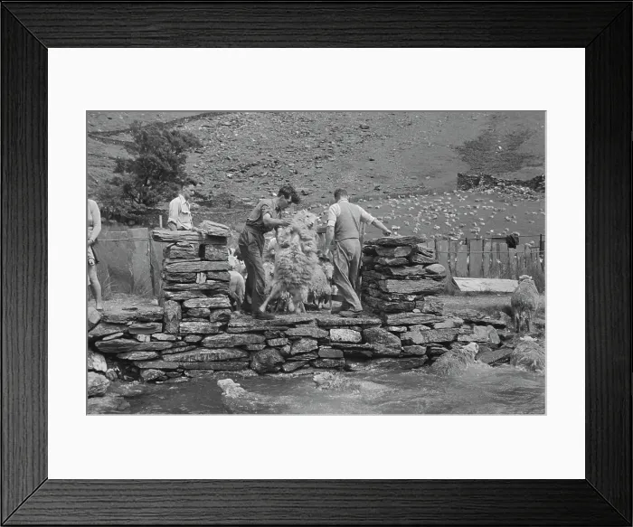 Framed Print : Sheep Shearing In Snowdonia Framed Print : Sheep Shearing In Snowdonia