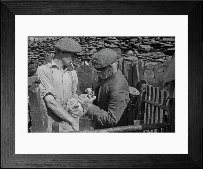 Framed Print : Sheep Shearing In Snowdonia Framed Print : Sheep Shearing In Snowdonia