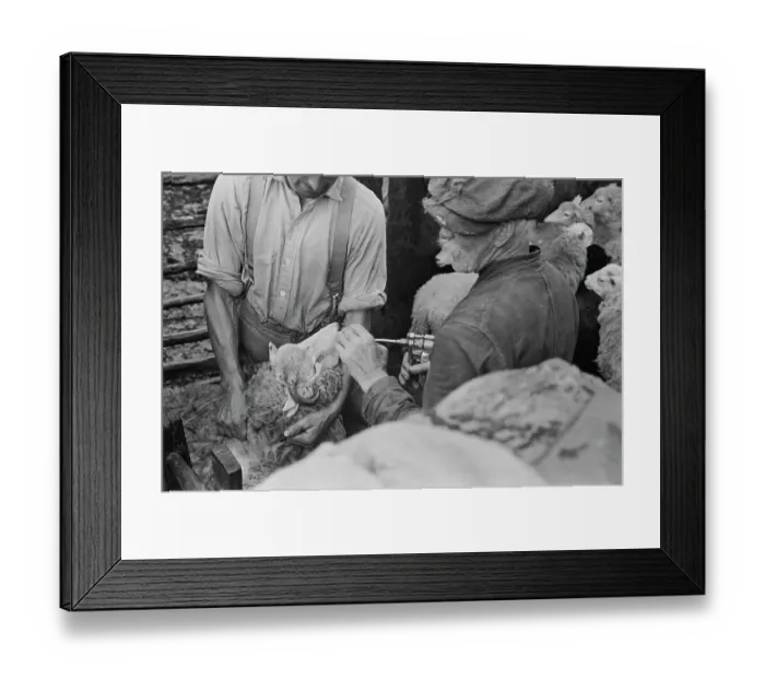 Framed Print : Sheep Shearing In Snowdonia Framed Print : Sheep Shearing In Snowdonia