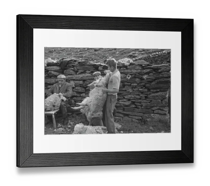 Framed Print : Sheep Shearing In Snowdonia Framed Print : Sheep Shearing In Snowdonia