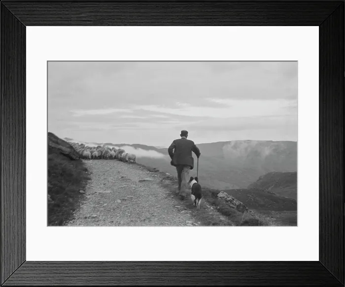 Framed Print : Sheep Shearing In Snowdonia Framed Print : Sheep Shearing In Snowdonia