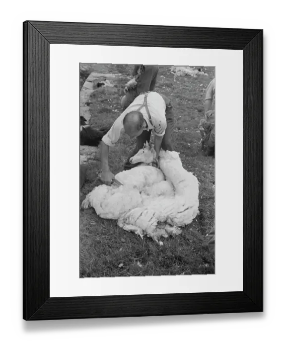 Framed Print : Sheep Shearing In Snowdonia Framed Print : Sheep Shearing In Snowdonia