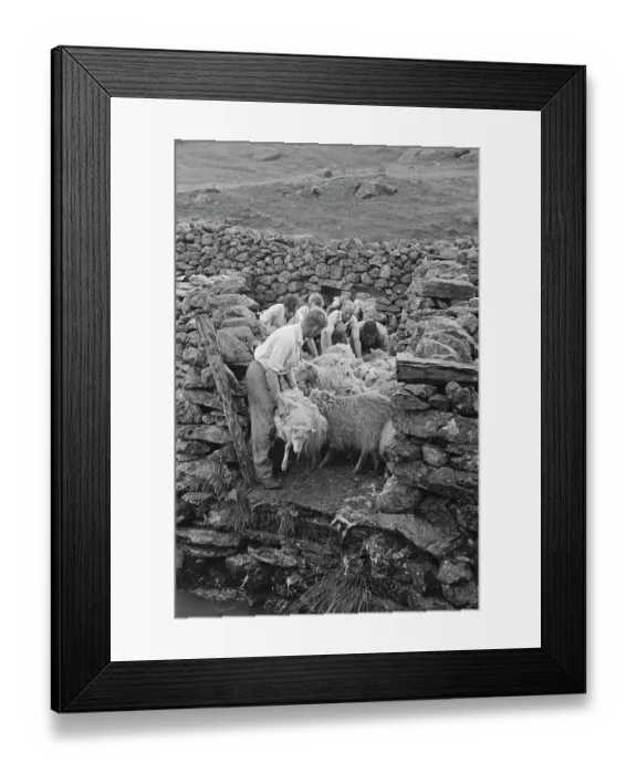 Framed Print : Sheep Shearing In Snowdonia Framed Print : Sheep Shearing In Snowdonia