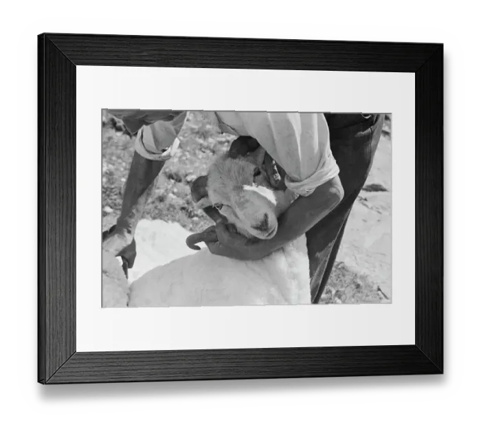 Framed Print : Sheep Shearing In Snowdonia Framed Print : Sheep Shearing In Snowdonia