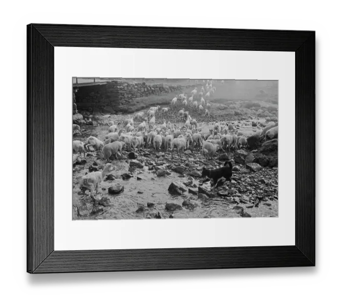Framed Print : Sheep Shearing In Snowdonia Framed Print : Sheep Shearing In Snowdonia