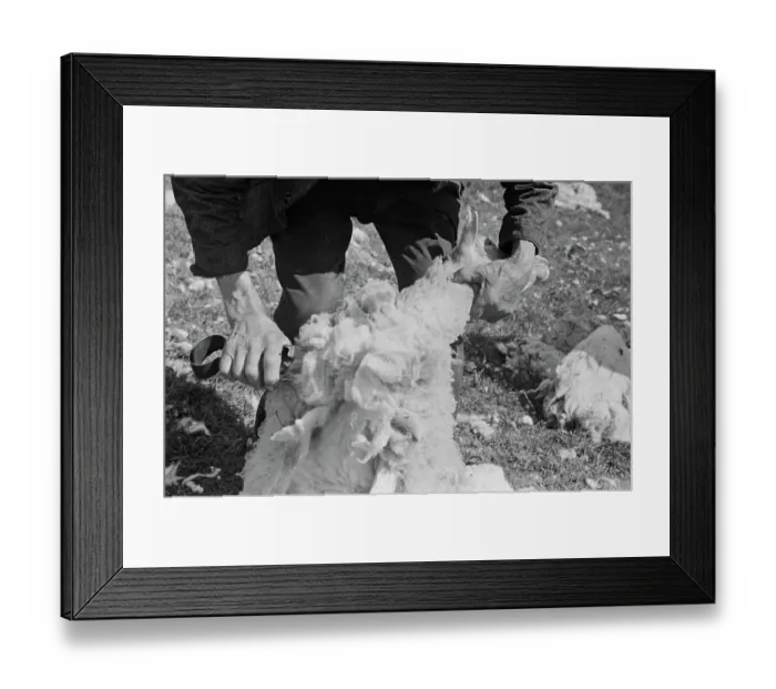 Framed Print : Sheep Shearing In Snowdonia Framed Print : Sheep Shearing In Snowdonia
