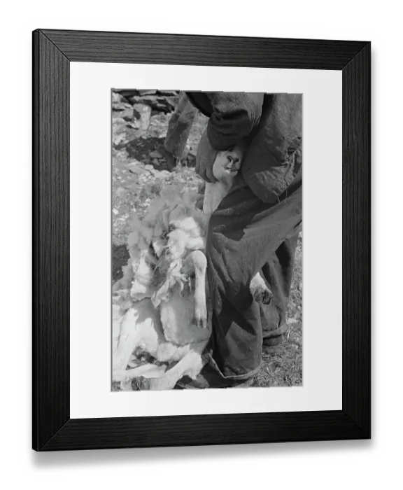 Framed Print : Sheep Shearing In Snowdonia Framed Print : Sheep Shearing In Snowdonia