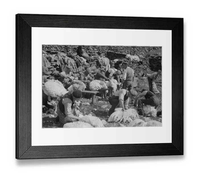 Framed Print : Sheep Shearing In Snowdonia Framed Print : Sheep Shearing In Snowdonia