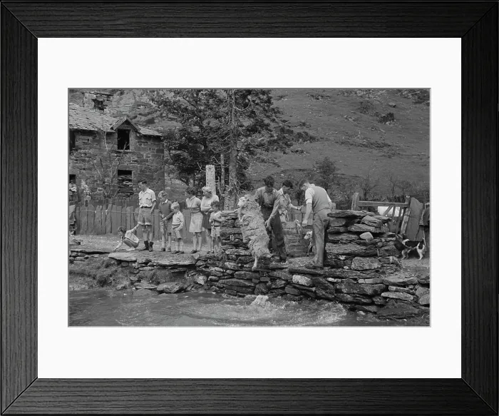 Framed Print : Sheep Shearing In Snowdonia Framed Print : Sheep Shearing In Snowdonia