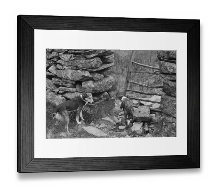 Framed Print : Sheep Shearing In Snowdonia Framed Print : Sheep Shearing In Snowdonia