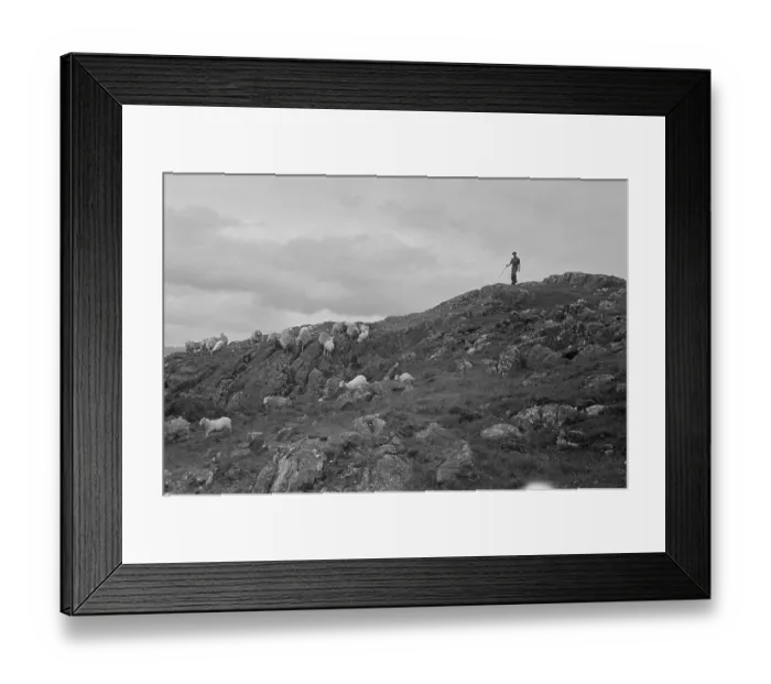 Framed Print : Sheep Shearing In Snowdonia Framed Print : Sheep Shearing In Snowdonia