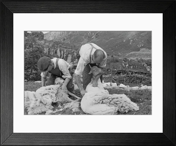 Framed Print : Sheep Shearing In Snowdonia Framed Print : Sheep Shearing In Snowdonia