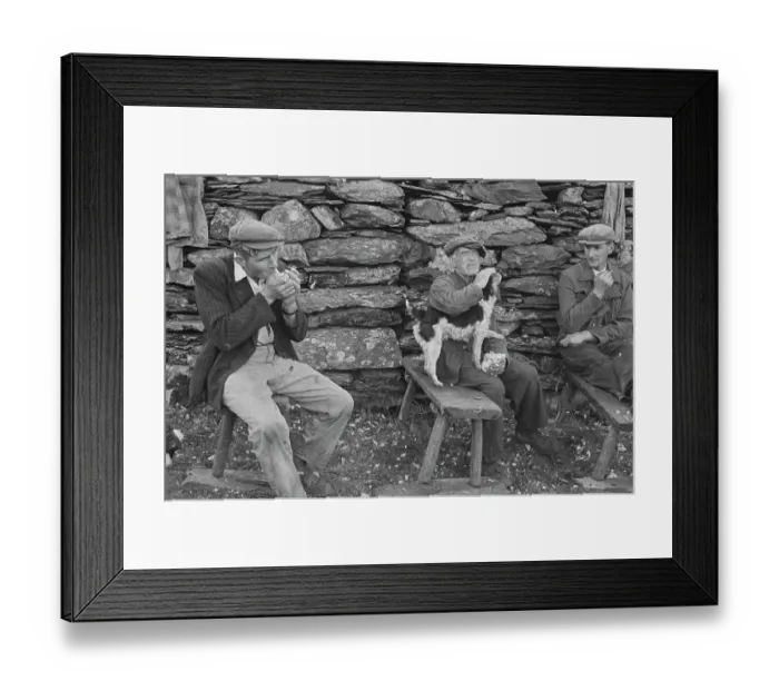 Framed Print : Sheep Shearing In Snowdonia Framed Print : Sheep Shearing In Snowdonia