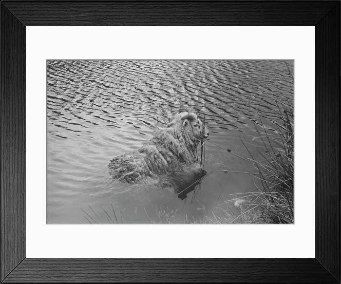Framed Print : Sheep Shearing In Snowdonia Framed Print : Sheep Shearing In Snowdonia