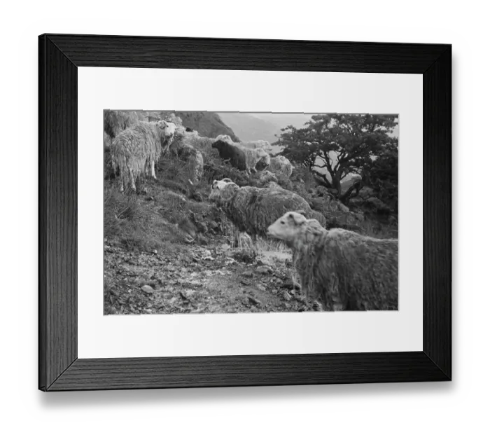 Framed Print : Sheep Shearing In Snowdonia Framed Print : Sheep Shearing In Snowdonia
