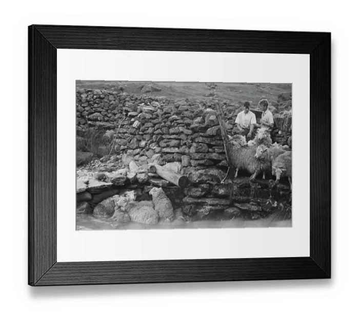Framed Print : Sheep Shearing In Snowdonia Framed Print : Sheep Shearing In Snowdonia