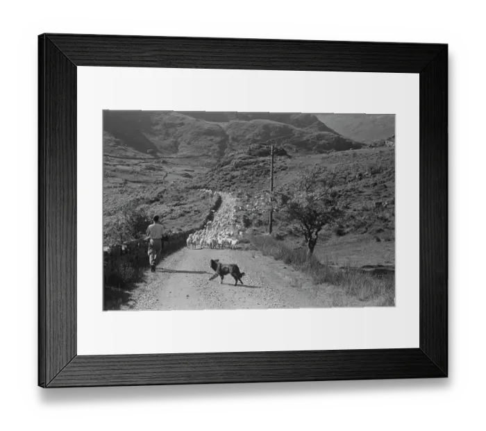 Framed Print : Sheep Shearing In Snowdonia Framed Print : Sheep Shearing In Snowdonia