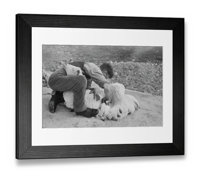 Framed Print : Sheep Shearing In Snowdonia Framed Print : Sheep Shearing In Snowdonia