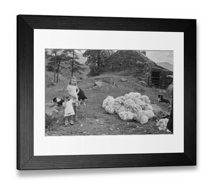 Framed Print : Sheep Shearing In Snowdonia Framed Print : Sheep Shearing In Snowdonia