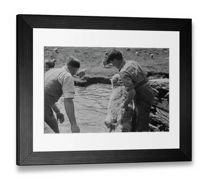 Framed Print : Sheep Shearing In Snowdonia Framed Print : Sheep Shearing In Snowdonia