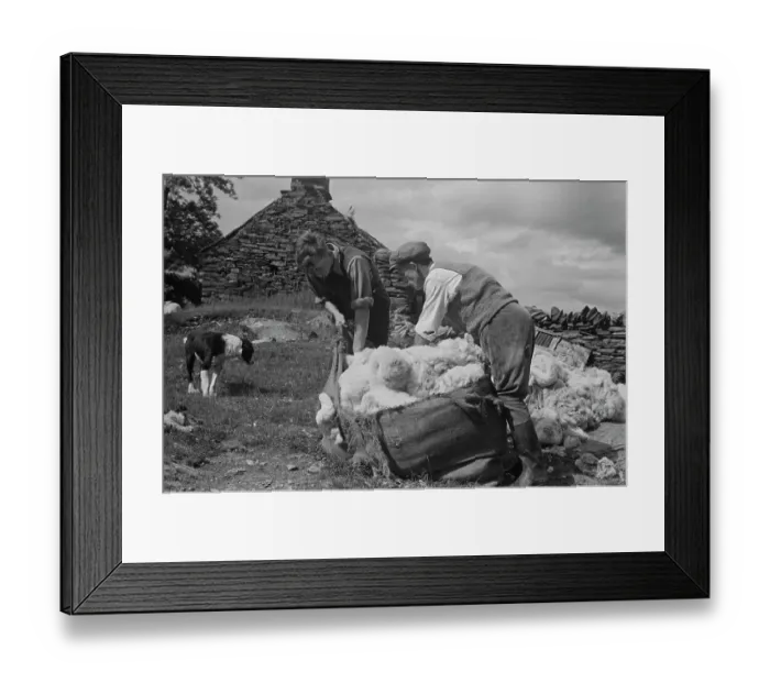 Framed Print : Sheep Shearing In Snowdonia Framed Print : Sheep Shearing In Snowdonia