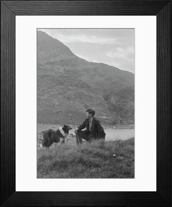 Framed Print : Sheep Shearing In Snowdonia Framed Print : Sheep Shearing In Snowdonia