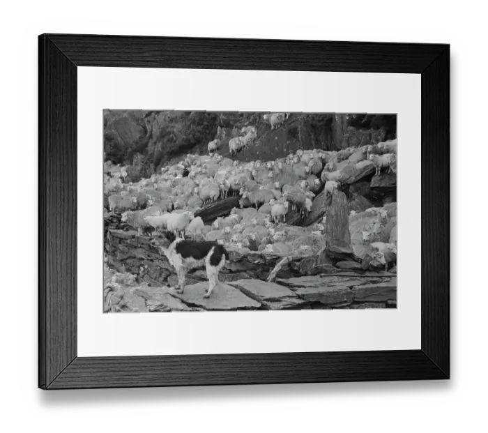 Framed Print : Sheep Shearing In Snowdonia Framed Print : Sheep Shearing In Snowdonia