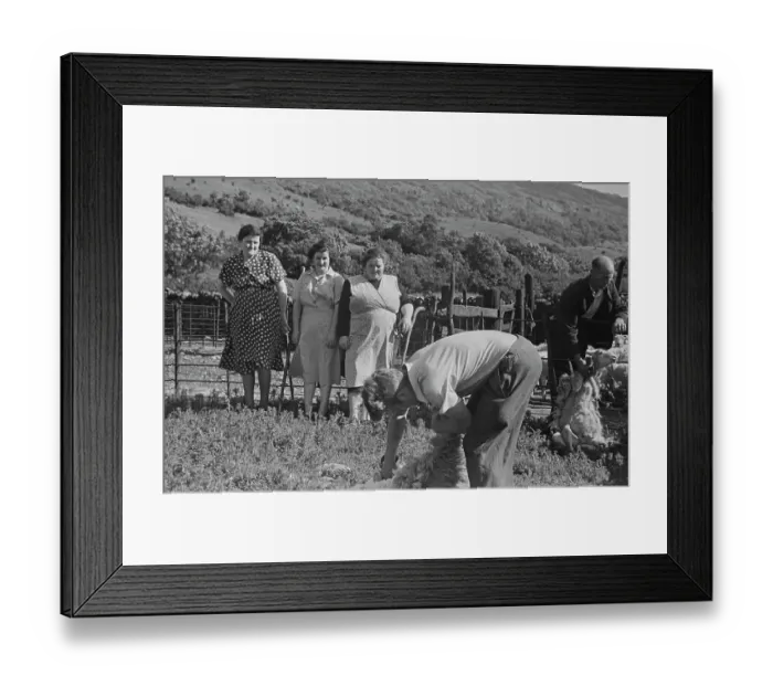 Framed Print : Sheep Shearing In Snowdonia Framed Print : Sheep Shearing In Snowdonia
