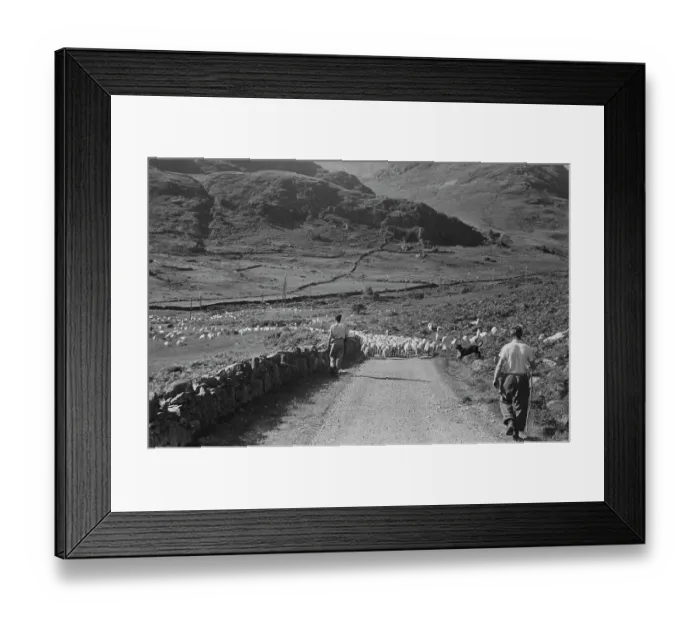 Framed Print : Sheep Shearing In Snowdonia Framed Print : Sheep Shearing In Snowdonia