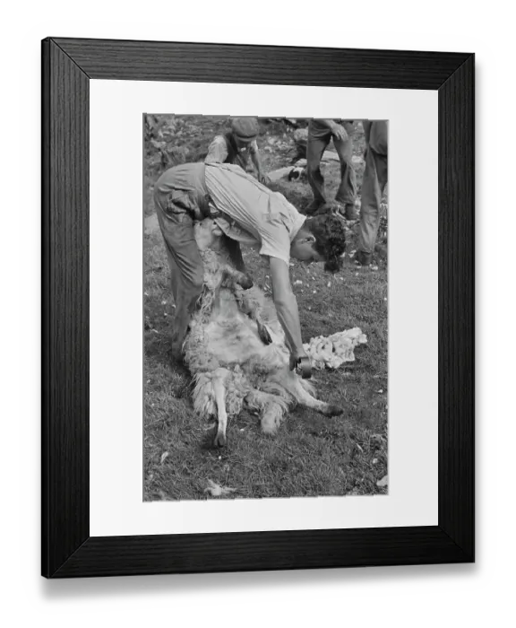 Framed Print : Sheep Shearing In Snowdonia Framed Print : Sheep Shearing In Snowdonia