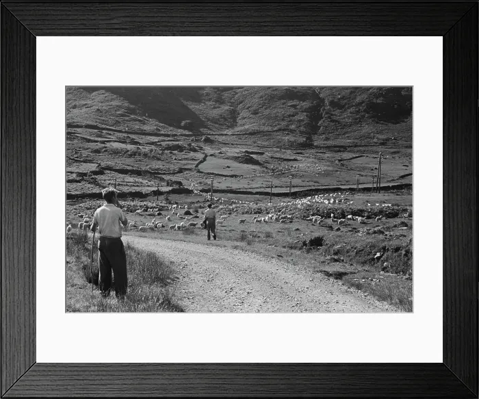Framed Print : Sheep Shearing In Snowdonia Framed Print : Sheep Shearing In Snowdonia