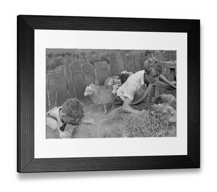 Framed Print : Sheep Shearing In Snowdonia Framed Print : Sheep Shearing In Snowdonia