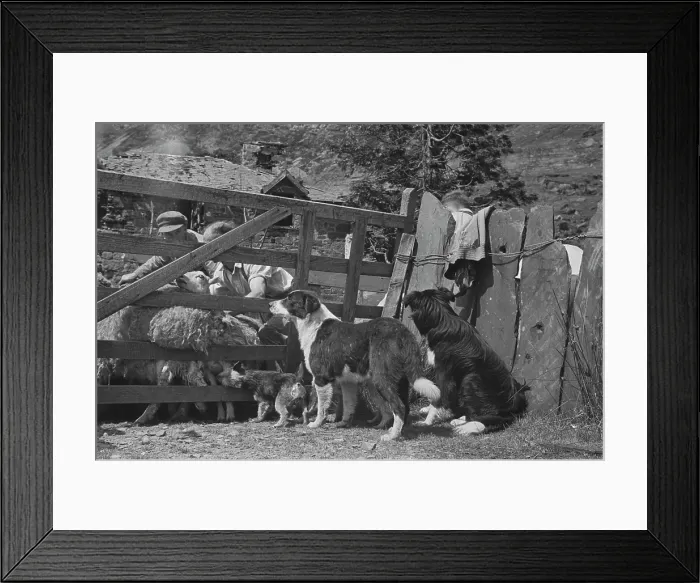 Framed Print : Sheep Shearing In Snowdonia Framed Print : Sheep Shearing In Snowdonia